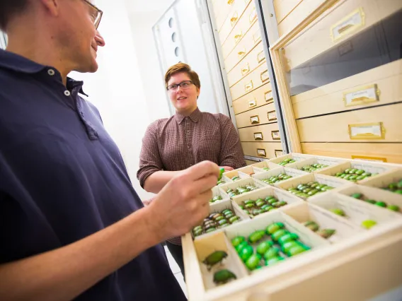 A researcher and student examining insect specimens.