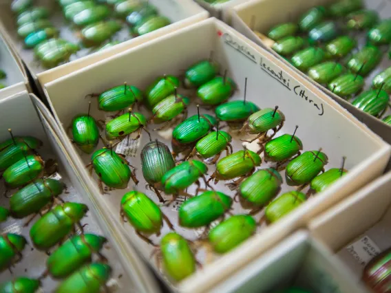 A display box with dozens of bright green insects.