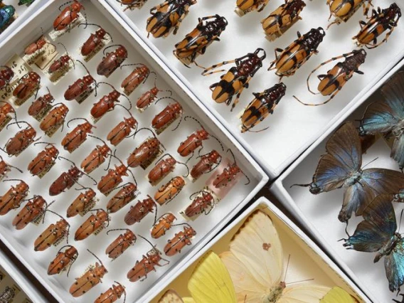 Insects cataloged and preserved in the UAIC