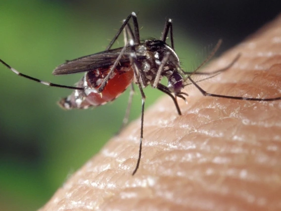 Picture of a mosquito on skin