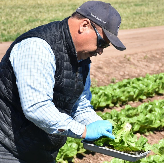 a technician samples lettuce for thripes in Yuma