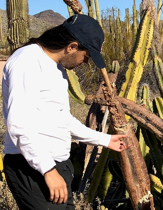 A researcher gathers insects in the Sonoran Desert