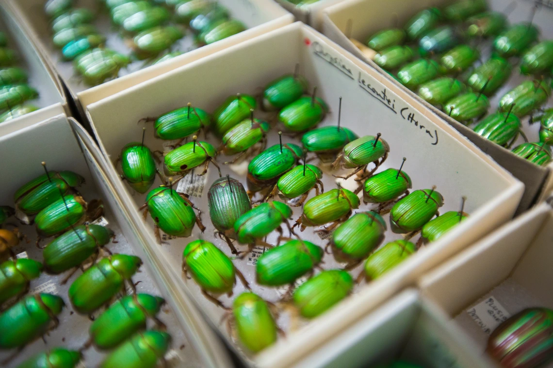 A display box with dozens of bright green insects.