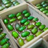 Insect specimens at the University of Arizona Insect Collection.