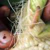 Picture of the Asian corn borer